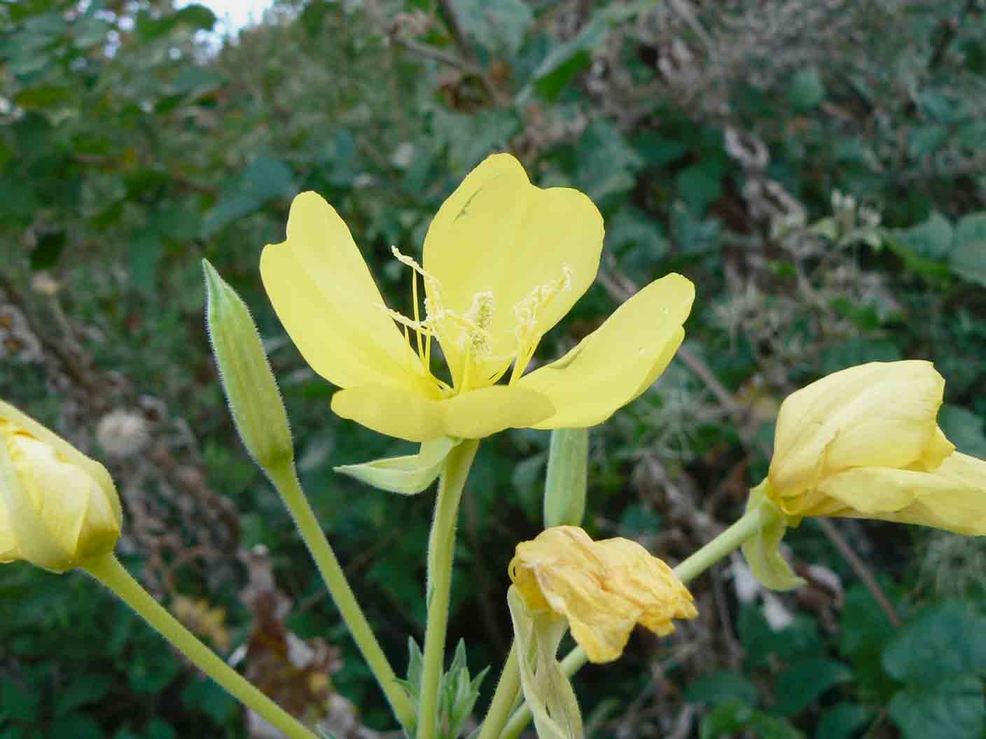 Oenothera sp.